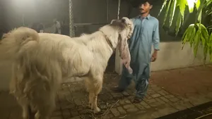 فحل حجازي مشاءالله مدري و طول