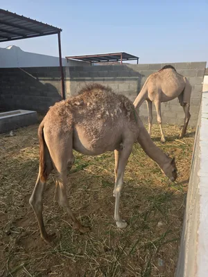 بكرة و قعود للبيع