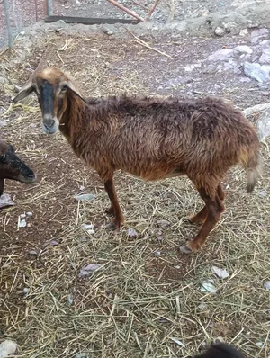 للبيع جيعده مكارنيه
