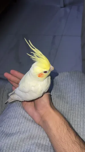 Hand tamed cocktails home breed and friendly