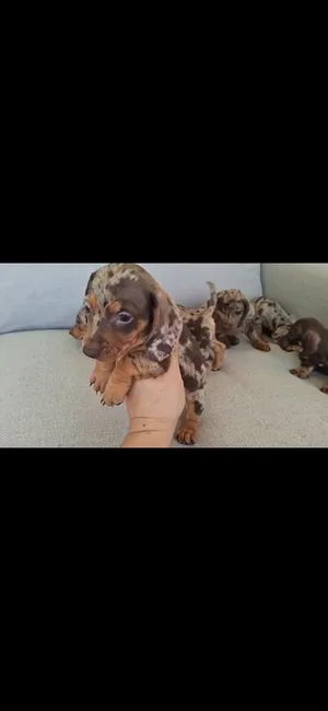 Isabella Chocolate Tan Daschund