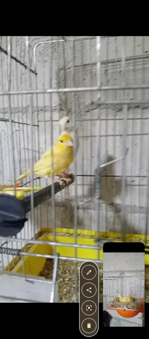 كنارات وجنه