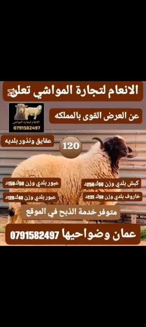 عقايق ونذور بلديه خاروف عابور