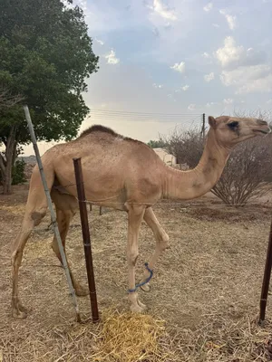 قعود محليً
