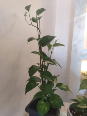 نبتة متسلقة (Pothos) طبيعية مدادة داخلية