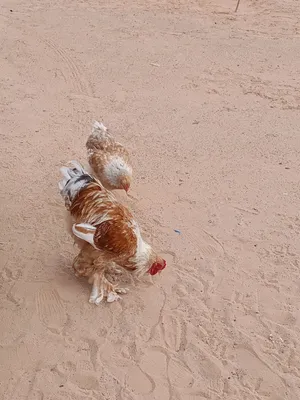 كوبية براهمة ليمونى