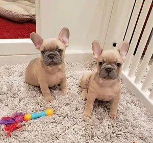 French Bulldog Puppies