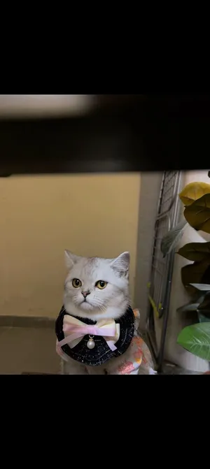 British Shorthair Cat for Adoption قطة بريتش شورت هير للتبنّي