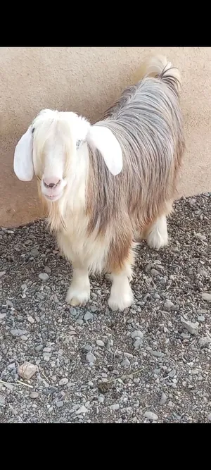 للبيع عنز عاقر