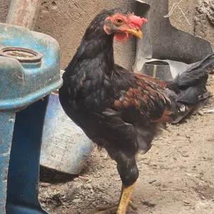 ديوك للبيع