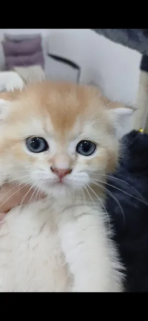 سكوتش عمر شهر ونص جولد
