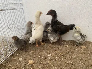 دجاج كويتي حبحب للبيع