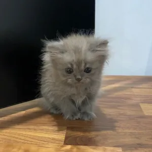 Persian-himalayan kittens