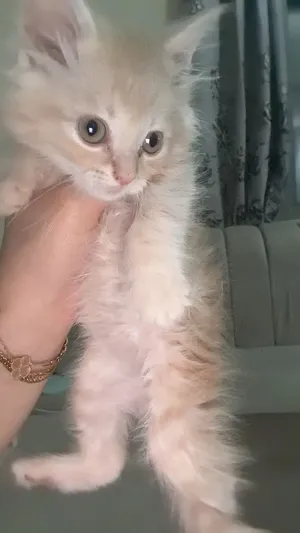 قطط اناث ميكس شيرازي وتركي