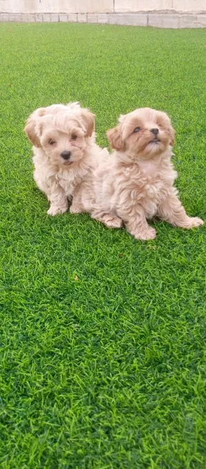 Maltese puppies /color golden color size puppy size