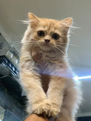 best Persian kittens for sale