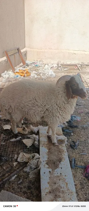 خرفان بيهن ستين حظ