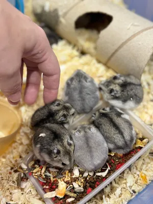 1,5 months old hamster