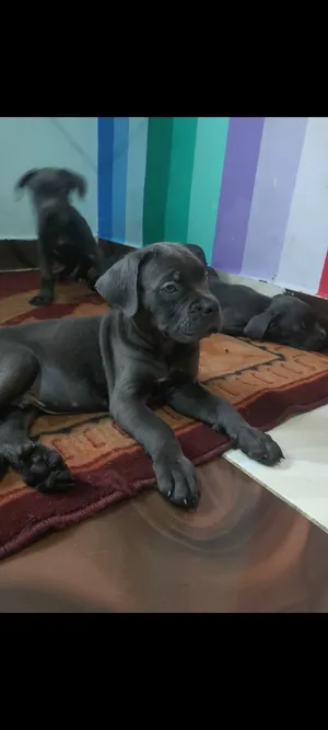 مستوى عالى جدا cane Corso