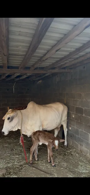 بقره باكستانيه تحته عجل