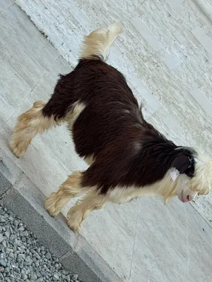 غنم رحبي اصل العمر 5 اشهر