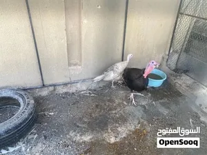 ديك رومي للببيع