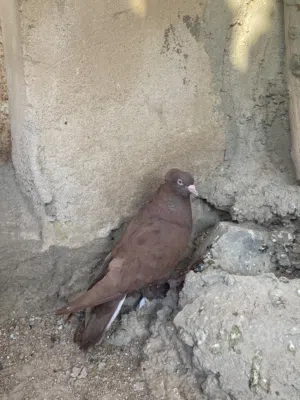فحل راعبي اللون احمر