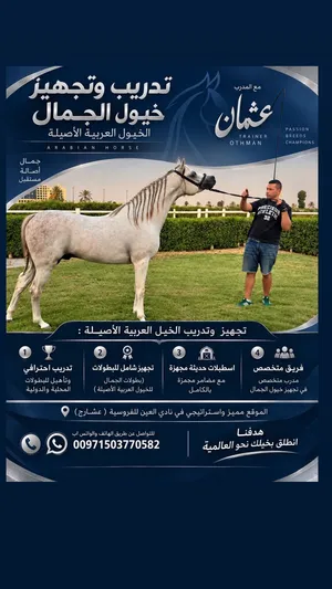 مركز تدريب و تجهيز الخيل العربية الأصيلة