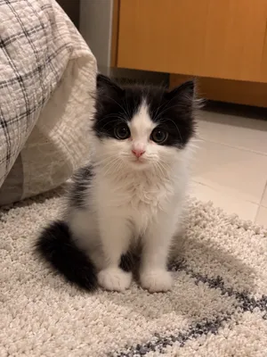 كتن شيرازي مون فيس  شهرين ذكر  kitten Persian Moon Face 2 months male