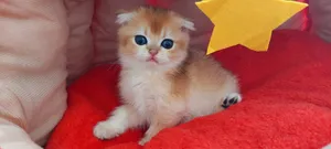 Gorgeous Golden British Shorthair Female (NY12) with stunning facial features!