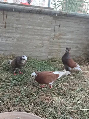 حمام زينة للبيع شوف الوصف