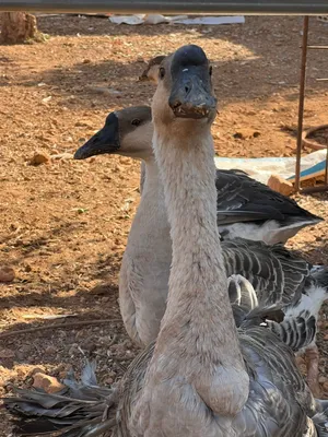 وز عملاق مشكل ألوان