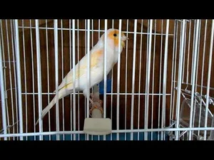كناري موزاييك