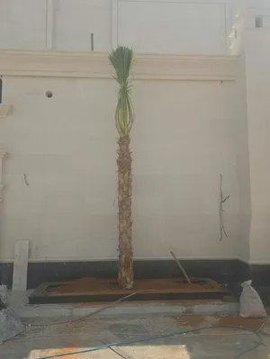 نخل واشنطني واشنطونيا زينه أمريكي ابو مروحه