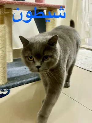 قطط منزلية لطيفه للتبني