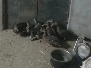 بط بري طيار منتجات