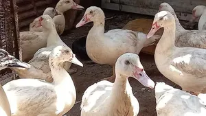 بط سوداني مخاليف موضح بالفيديو اعمار من شهرين ل 4 شهور