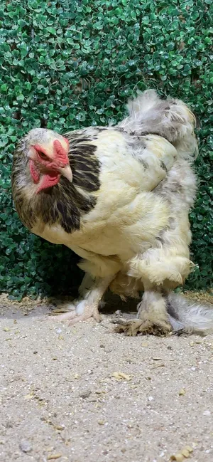 (( دجاجه براهما كلومبي ))