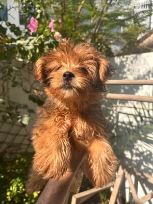 Super cute amazing female puppy