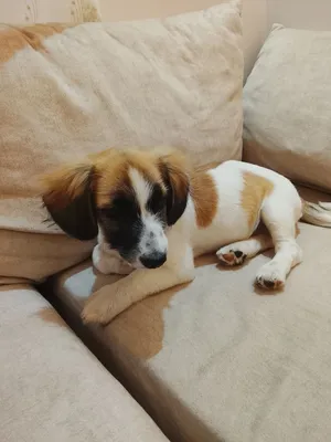 للبيع جرو - ذكر - ورزازات - yoki Jack Russell+beagle