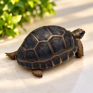 ALDABRA TORTOISE