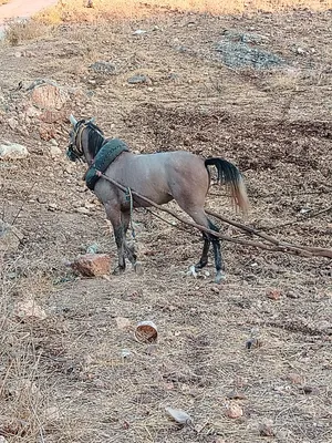 مهر بالصلاه على النبي العمر سنتين ونص لسه مش معسوف ع الركوب