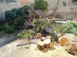 قص وتقليم الأشجار إزالة الأغصان اليابسة والزائدة تنظيف وترتيب المكان بعد العمل