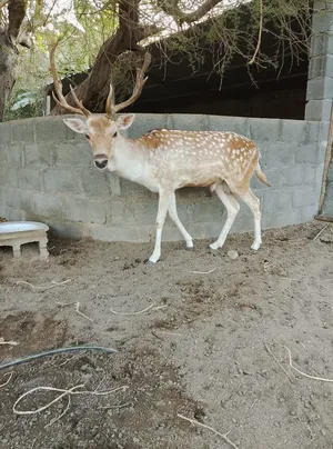 غزال للبيع