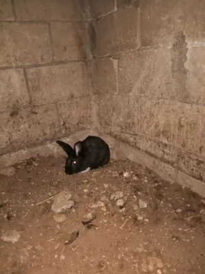 ثلاث ارانب 2 اناثي 1ذكر  ملاحظه: ما اعرف اذا معشرات ولا لا السعر 30 من الاخر