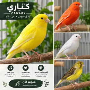 كناري ايطالي