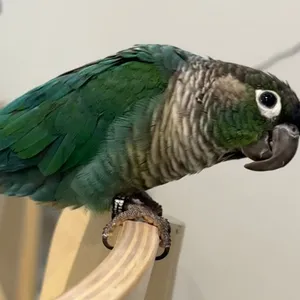 Turquoise Green-Cheeked Conure كنيور أخضر تركواز