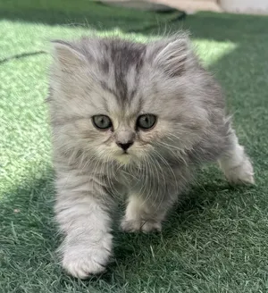هملايا شيرازي 850درهم ...شهر ونص