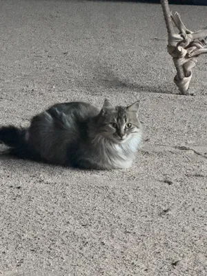 قط سيبيري للبيع
