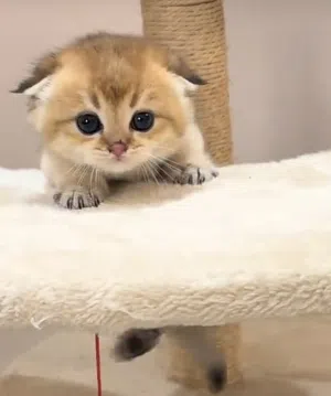 اسكوتش بيور فولد